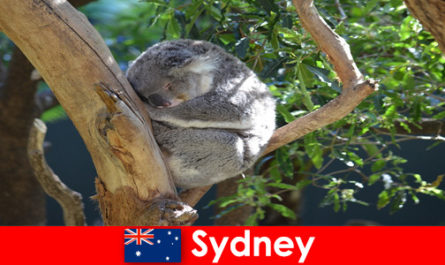 Kierunek Sydney Australia w egzotycznym zoo z noclegiem