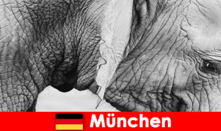 Specjalna wycieczka dla zwiedzających do najbardziej oryginalnego zoo w Niemczech, Monachium