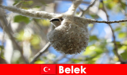 Turyści przyrodni doświadczają świata drzew i ptaków w Belek Turcja