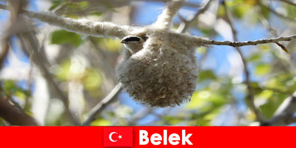 Turyści przyrodni doświadczają świata drzew i ptaków w Belek Turcja
