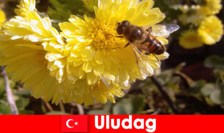 Odkryj piękną faunę i florę w Uludag Turcja