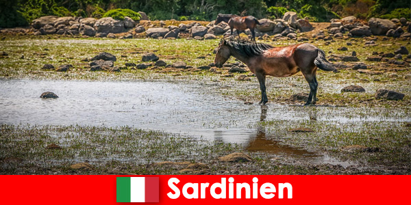 Doświadcz dzikich zwierząt i przyrody z bliska jako nieznajomy na Sardynii we Włoszech