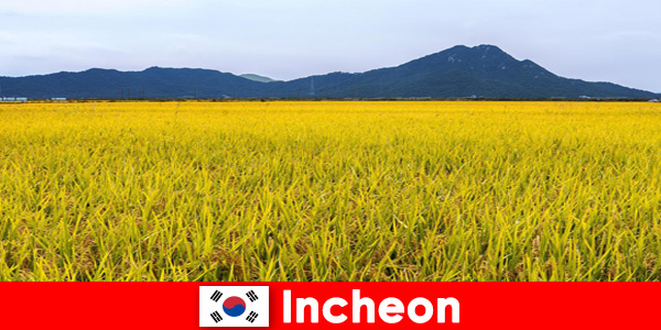 Incheon Korea Południowa Wakacje na łonie natury dla miłośników flory i fauny