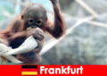 Rodzinna wycieczka z Frankfurtu do drugiego najstarszego ogrodu zoologicznego w Niemczech