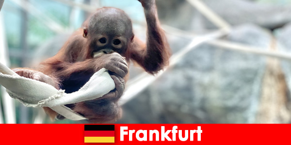 Rodzinna wycieczka z Frankfurtu do drugiego najstarszego ogrodu zoologicznego w Niemczech