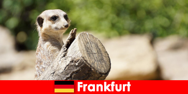 Różnorodność biologiczna i wiele programów dla rodzin we frankfurckim zoo w Niemczech